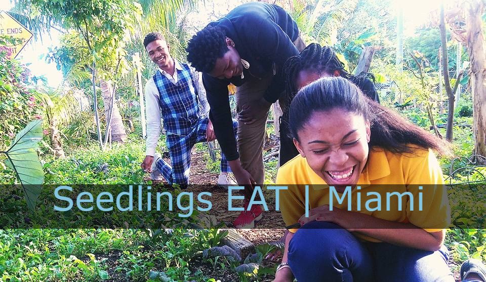 Seedlings EAT photo 2